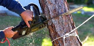 Best Arborist Consultation Services  in Wesley Chapel, NC