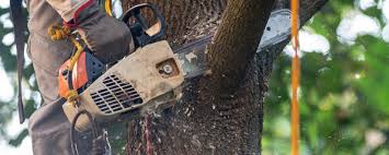 How Our Tree Care Process Works  in  Wesley Chapel, NC