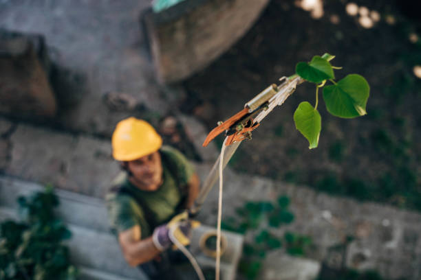 Reliable Wesley Chapel, NC Tree Removal Solutions