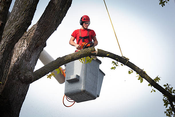 Best Tree Trimming and Pruning  in Wesley Chapel, NC